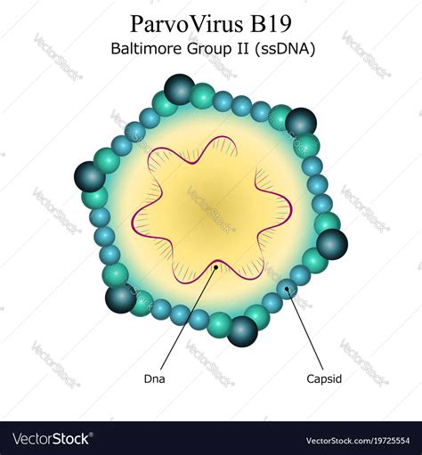 Diagram Of Parvo Virus B19 Particle Structure Vector Image