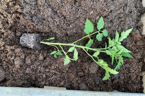 Plant Tomatoes Sideways Or Bury Deeply The Secret To Huge Harvests