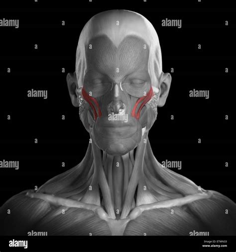 Conceptual Image Of The Muscles Of The Face With The Zygomaticus