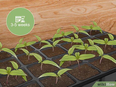 The seeds take 2 to 3 weeks to germinate. 3 Ways to Grow Jalapenos in a Pot - wikiHow