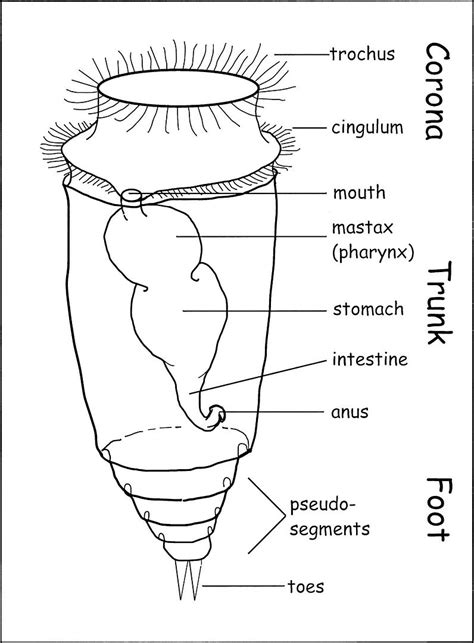 Vorticella Diagram