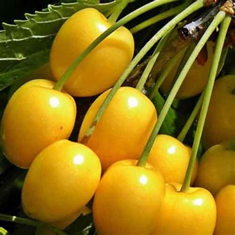 Yellow Plum Fruit Nutrition Facts Yellow Plum Fruit Health Benefits