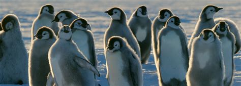 Penguin Filmed Caring For Snowball Bbc Earth