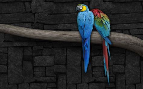 Macaw Parrot Wallpaper 67 Images