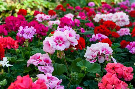 Learn About The Most Outstanding Flowers That Last A Year And Brighten