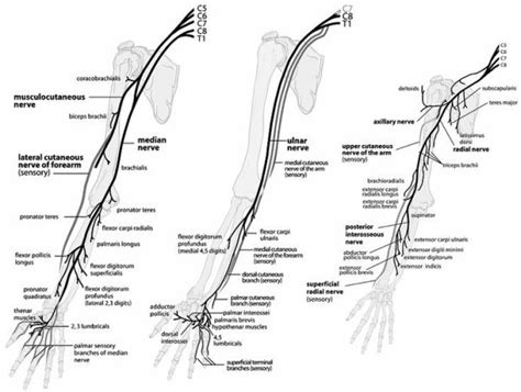 Upper Extremity Nerve Anatomy Peripheral Nerves Of The Upper