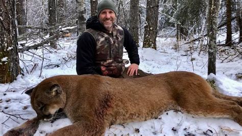 online outrage after canadian tv host kills cougar in northern alberta cbc news