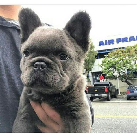 The long hair gene in the french bulldog is a gene that produces a layer with higher capillary length. French Bulldog - Playful and Smart | Bulldog puppies ...