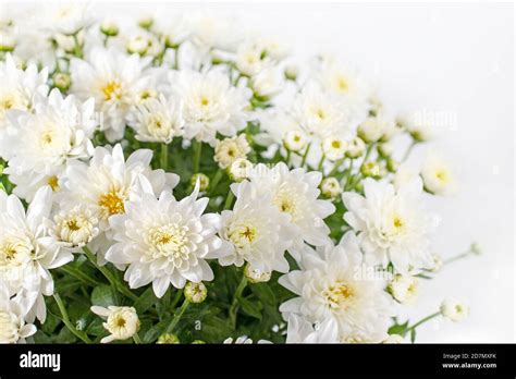 Chrysanthemum Multiflora Hi Res Stock Photography And Images Alamy