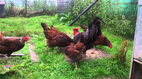 Derbyshire redcap on wn network delivers the latest videos and editable pages for news & events, including entertainment, music, sports, science and more, sign up and share your playlists. Derbyshire red caps - YouTube