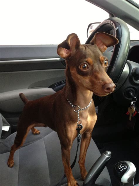 Chocolate And Tan Miniature Pinscher Mini Doberman Miniature Doberman