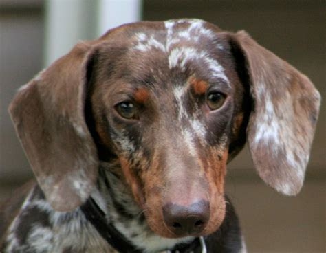 30° columbianischer schnee, rosanes sacko im cabriolet. IVDD dogs with no deep pain: treatment options and home ...