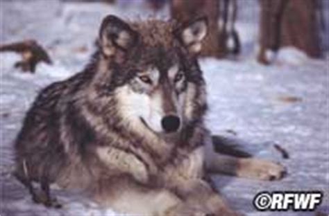 The organism hunts by chasing small mammals through grass. How fast can wolves run? - proquestyamaha.web.fc2.com