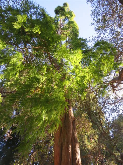 Meet The Rare Dawn Redwood At A Bay Area Park Bay Nature