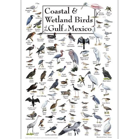 Earth Sky Water Coastal Wetland Birds Of The Gulf Of Mexico Posters