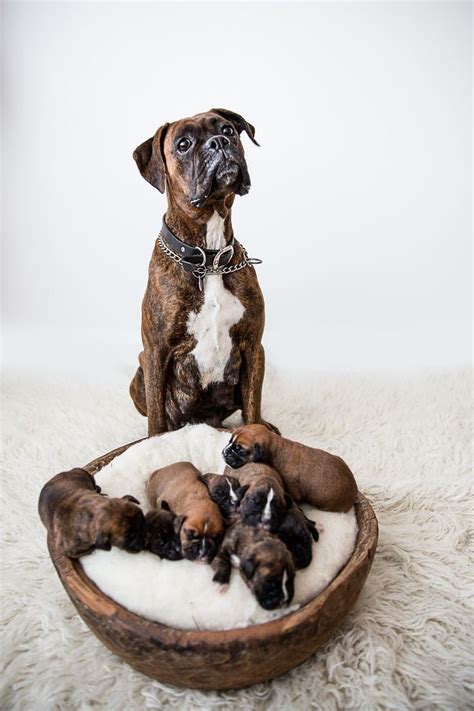 Proud Mom Boxer Dogs