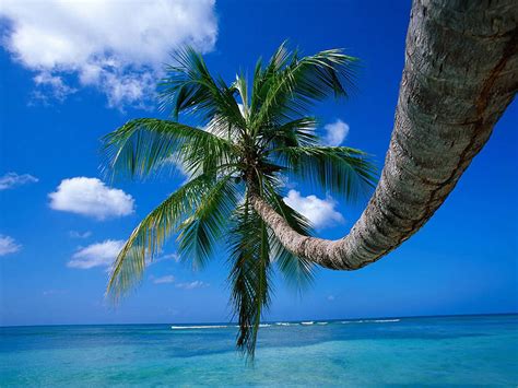 Wallpaper Palm Trees Wallpapers