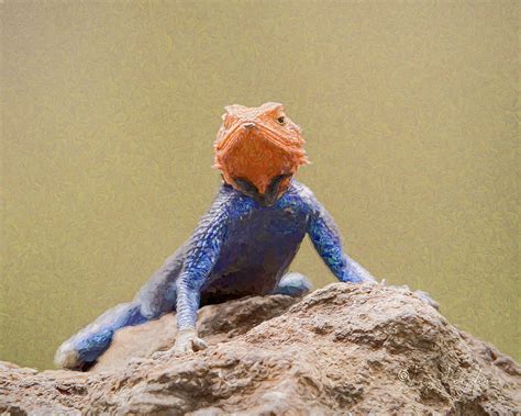 Red Headed Rock Agama Lizs World