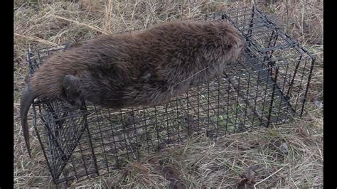 Beaver Trapping With Tomahawk Live Traps Youtube