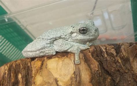 Tree Frog From Georgia Travels to Canada and Back