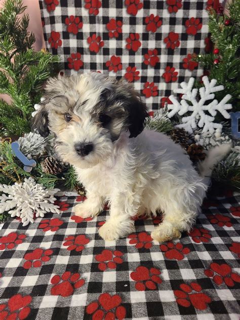 Adorable Available Puppies for Sale - Find Your Perfect Pet