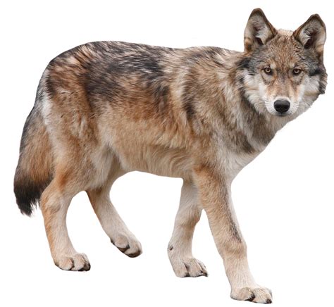 Wolf Wolves Animal Icon Png Transparent Background Free Download Images