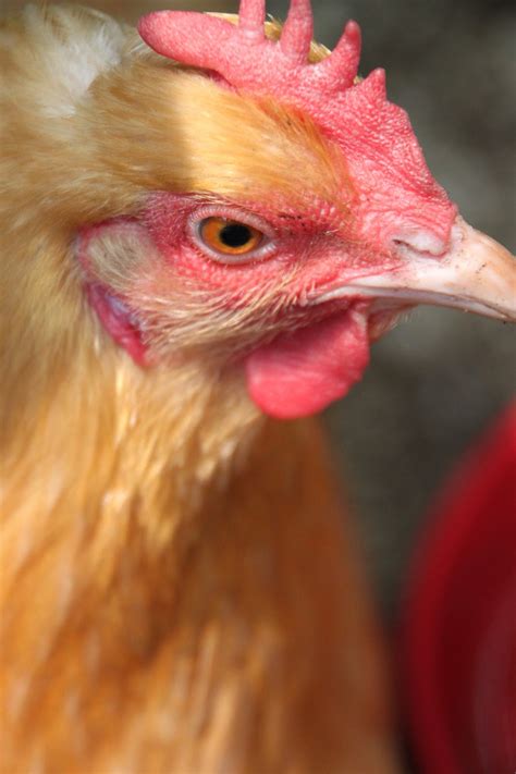 Coccidiosis In Backyard Chickens Symptomstreatment And Prevention