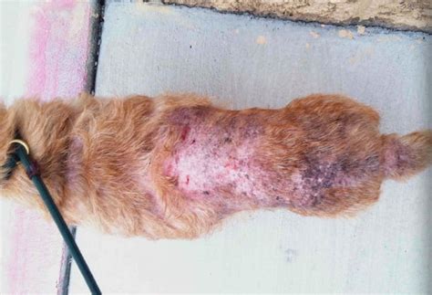 In cats, the disease is also known as feline miliary dermatitis and feline eczema. What Do Flea Bites Look Like? | PestSeek