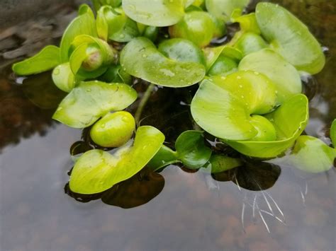 Beautiful Beginner Pond Plants The Water Hyacinth So