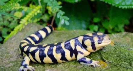 Do Tiger Salamanders Make Good Pets Care Habitat And Owners Guide