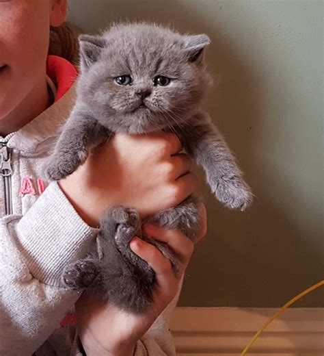 British Shorthair Kittens For Sale