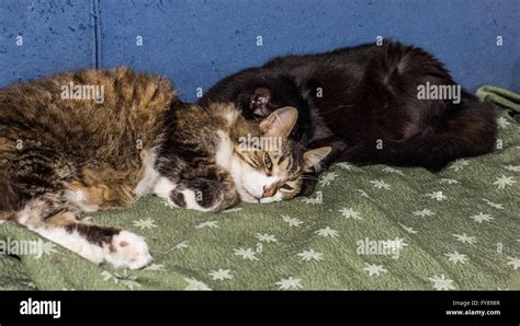Two Cats Sleeping Stock Photo Alamy