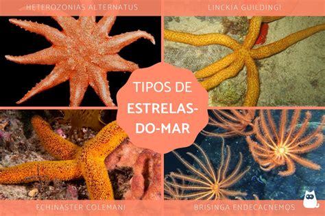 40 Tipos De Estrelas Do Mar Características E Fotos