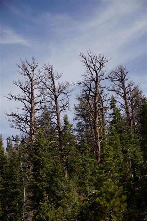 Tree Mortality Patterns And Processes Us Geological Survey