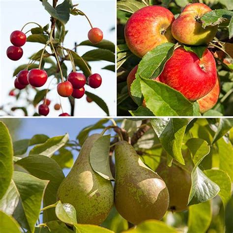 Trio Fruit Tree Applecherrypear 31cm Pot Yougarden