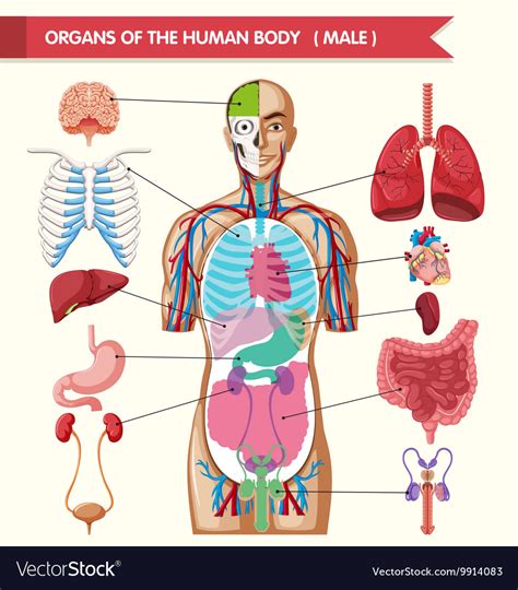 Organs In The Body Realistic Human Body Model Showing Male Anatomy