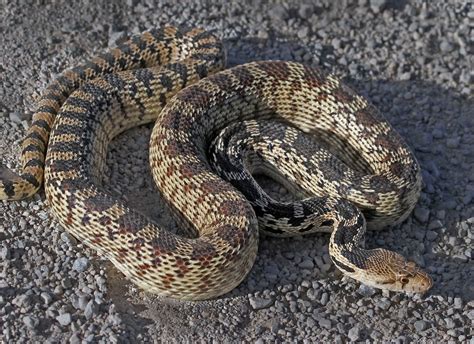Slithering Snakes Spotted In Parks And Lawns Live Well Utah