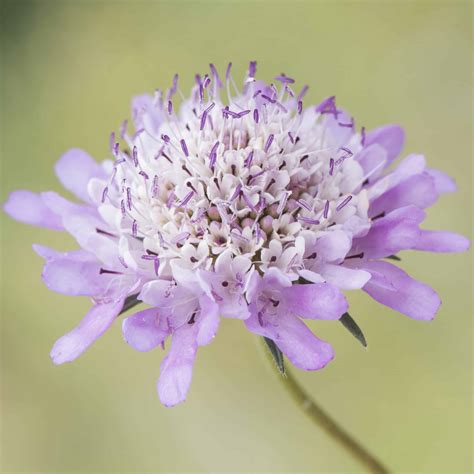 Discover The Charming Scabiosa Pincushion Flower Cascade Floral