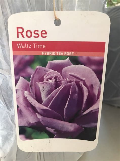 Waltz Time Hybrid Tea Bush Rose Plant Supplied In A 3 4 Litre Pot Ebay