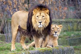 Mating with other lions, protecting their territory and the pride's. Amazing Physical and Behavioral Adaptations of African Lions - Animal Sake