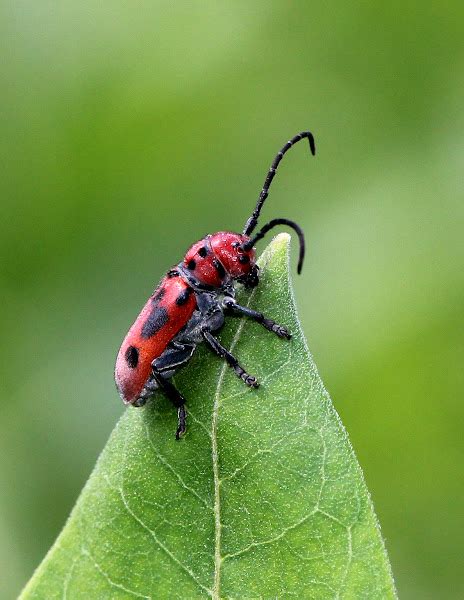 Red Milkweed Beetle Project Noah