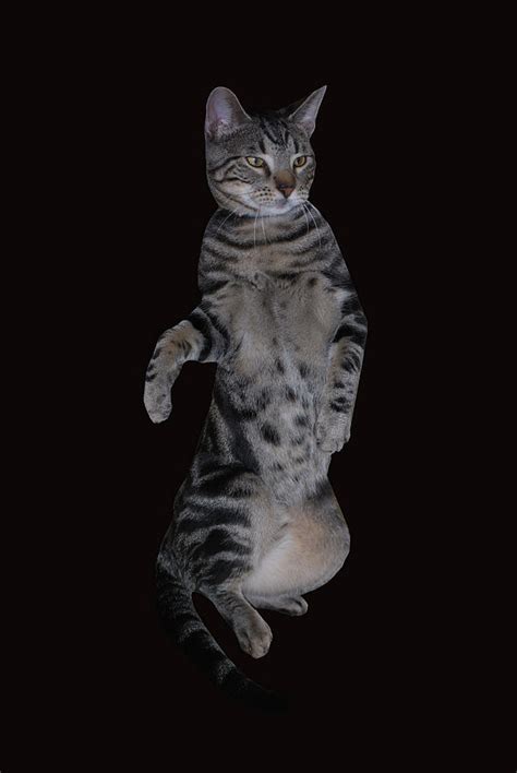 The Pussycat Dance Photograph By Michelle Cruz Fine Art America