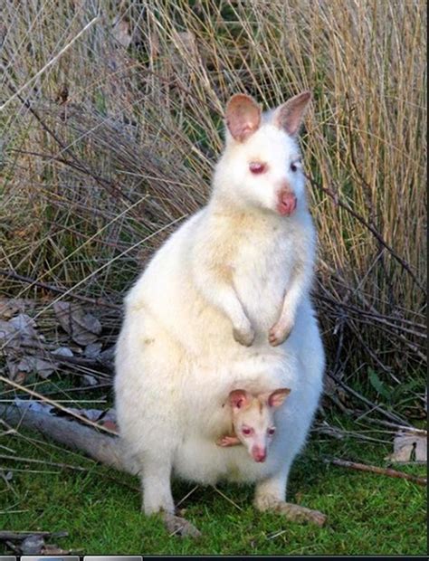 They have roamed the forests and have more knowledge of this while they hold a special place in our hearts, albino animals who are born lacking the regular. 15 Rare And Unique Albino Animals - Page 3 of 3 ...