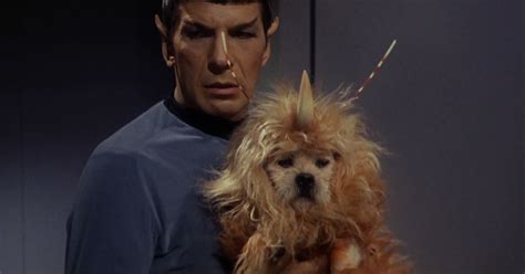 Star Treks Unicorn Dog Is Adorable Help Us Identify Him
