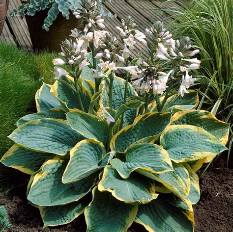 Hosta Sieboldiana Frances Williams Daggfunkia