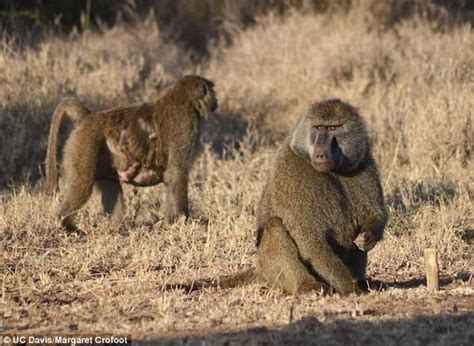 Male Baboons Position Themselves On Edge To Protect Babies Daily Mail