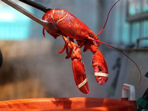 the uk may soon ban boiling lobsters alive in a landmark bill that acknowledges that crustaceans