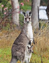 Image result for eastern grey kangaroo