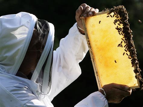 Pesticides That Pose Threat To Humans And Bees Found In Honey The Independent
