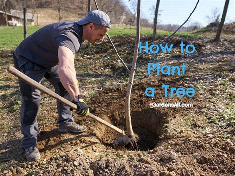 How To Plant A Tree Everything You Need To Know Gardensall